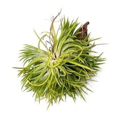 エアープランツ,イオナンタ | エアープランツ専門店 Branches and Leaves