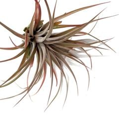 エアープランツ | エアープランツ専門店 Branches and Leaves