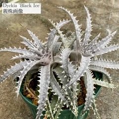 ブロメリア・エアープランツ Dyckia Neo ブロメリア,ディッキア/ヘクチア/プヤ | エアープランツ専門店