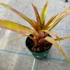 ブロメリア・エアープランツ itoshimatanikulab ブロメリア,属間交配 | エアープランツ専門店 Branches and Leaves