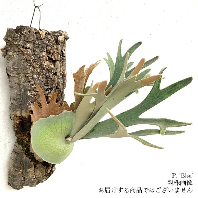 現品) ビカクシダ 'エルサ' (pup) (No.41082) | ビカクシダ,交配種