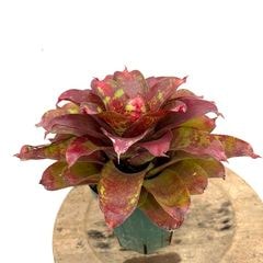 ブロメリア,ネオレゲリア | エアープランツ専門店 Branches and Leaves