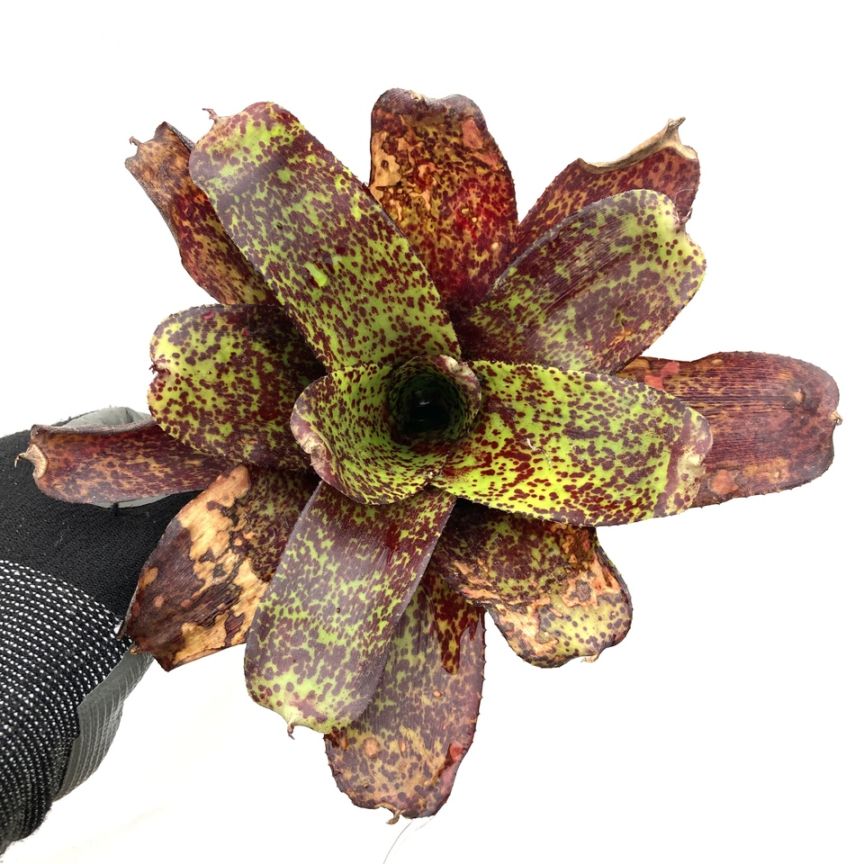 ブロメリア・エアープランツ Neoregelia High Voltagde ブロメリア・エアープランツ Neoregelia High Voltagde