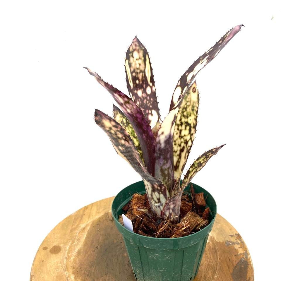 ブロメリア・エアープランツ Billbergia Huay Sok White 現品) ビルベルギア 'Huay Sok White' (No.62489) | ブロメリア