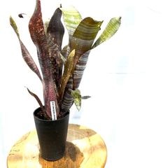 ブロメリア・エアープランツ itoshimatanikulab 続々ブロメリア入荷😁 ⁡ 🍃🍃🍃🍃🍃🍃🍃🍃🍃🍃 ☕️エアー