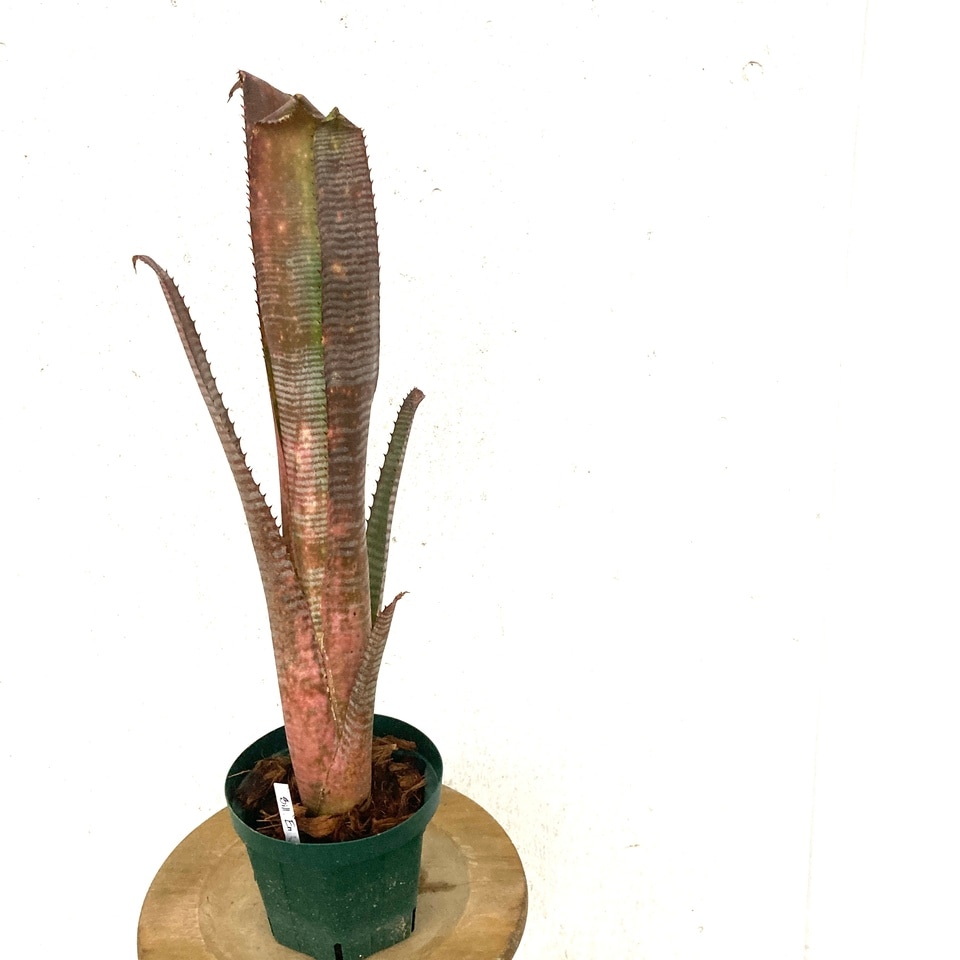 現品) ビルベルギア 'ラヴィアンローズ' (No.62494