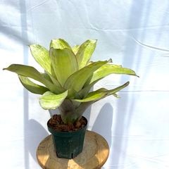 ブロメリア・エアープランツ Aechmea Candy Cane Hybrid ブロメリア・エアープランツ Aechmea Candy Cane Hybrid 送料