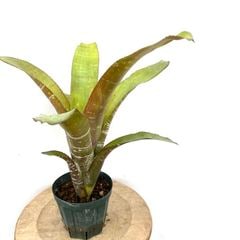 ブロメリア,エクメア | エアープランツ専門店 Branches and Leaves