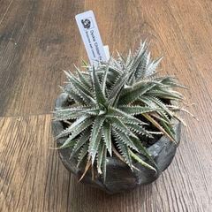 ブロメリア・エアープランツ semh_2025 ブロメリア・エアープランツ