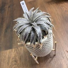 エアープランツ専門店 Branches and Leaves |