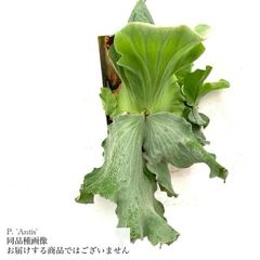 ビカクシダ,交配種 | エアープランツ専門店 Branches and Leaves
