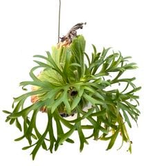 ビカクシダ,交配種 | エアープランツ専門店 Branches and Leaves