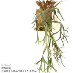 ビカクシダ,交配種 | エアープランツ専門店 Branches and Leaves