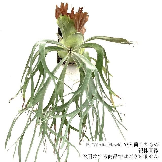 現品) ビカクシダ 'ホワイトホーク' (No.41103) | ビカクシダ,交配種