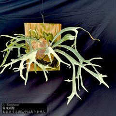 七夕セール　ビカクシダ　３種セット② ビカクシダのおすすめ人気商品一覧 通販 - Yahoo!ショッピング