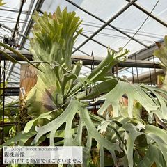 ビカクシダ | エアープランツ専門店 Branches and Leaves