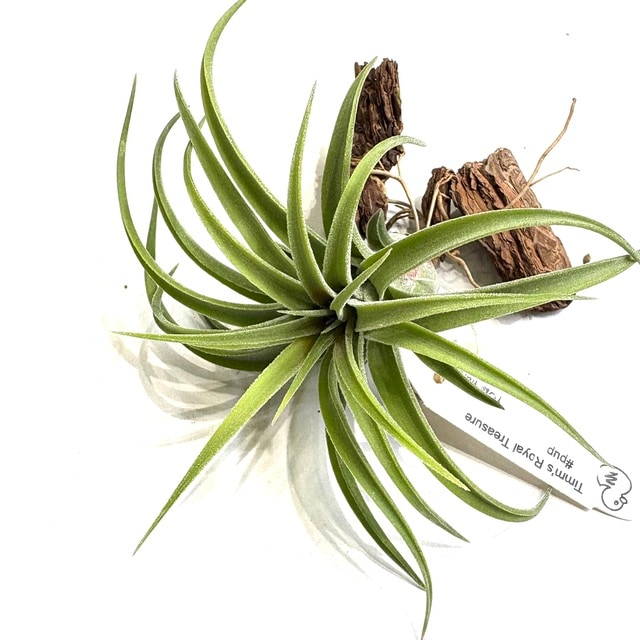 チランジア ティムズロイヤルトレジャー 現品) チランジア 'ティムズ ロイヤルトレジャー' (No.22281) | エアー