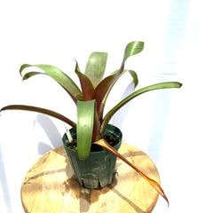 ブロメリア,属間交配 | エアープランツ専門店 Branches and Leaves