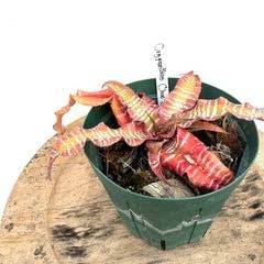 ブロメリア・エアープランツ DJ.ReN ブロメリア・エアープランツ DJ.ReN 楽天市場】 ブロメリア : エアー