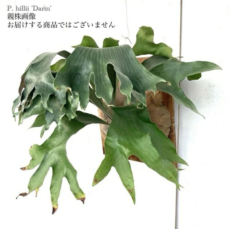 ビカクシダ　ダリン 現品) ビカクシダ 'ダーリン' (pup) (No.41107) | ビカクシダ,ヒリー