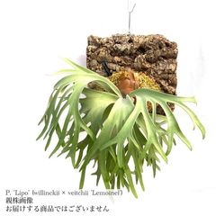 エアープランツ専門店 Branches and Leaves |
