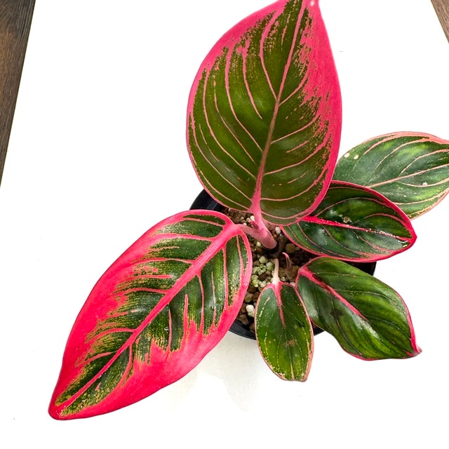 【タイ直セレクト】SSS級♡本物♡アグラオネマ　ロータスデライト　大株 タイ直セレクト】SSS級♡本物♡アグラオネマ ロータスデライト 大株