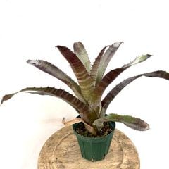 ブロメリア | エアープランツ専門店 Branches and Leaves