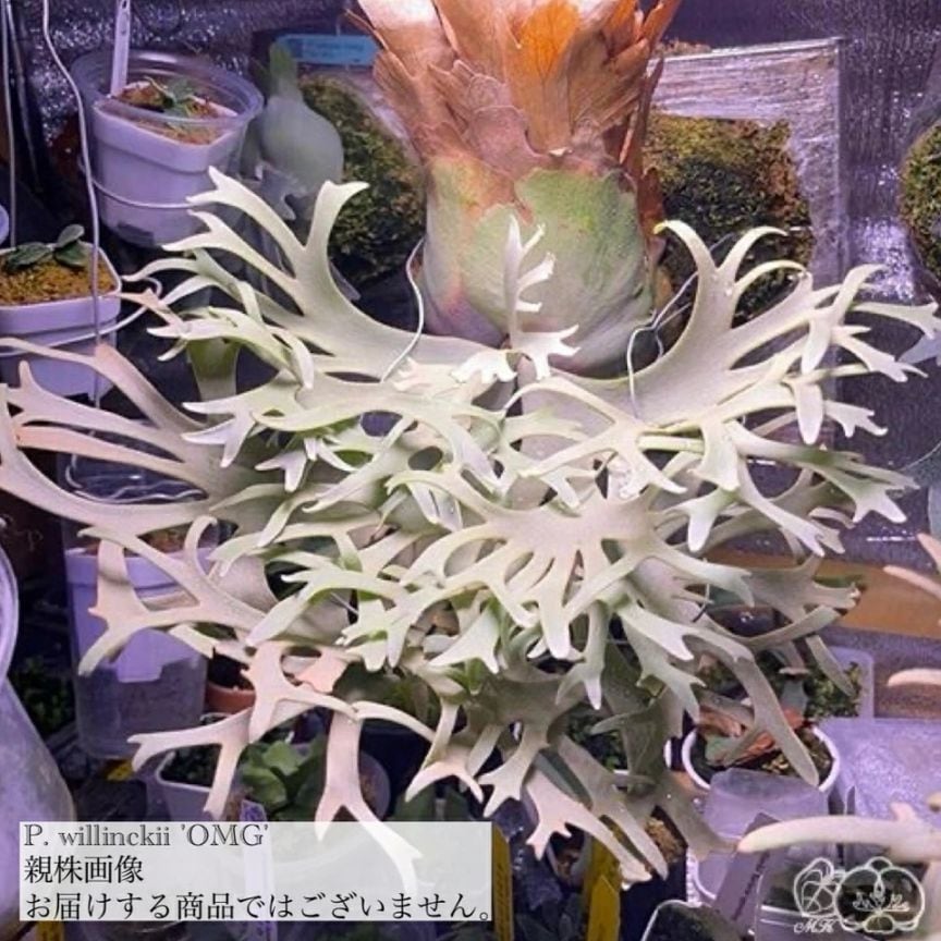 ビカクシダ ウィリンキー 'OMG' (TC) 3寸鉢 | ビカクシダ,ビーチー