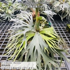 ビカクシダ | エアープランツ専門店 Branches and Leaves