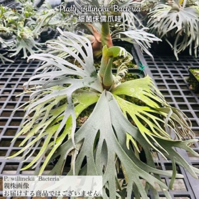 ビカクシダ ウィリンキー 'バクテリア' (spore) | ビカクシダ,交配種