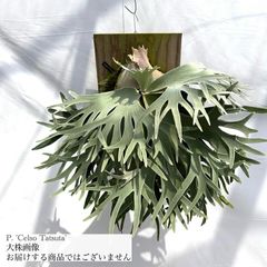 エアープランツ専門店 Branches and Leaves |