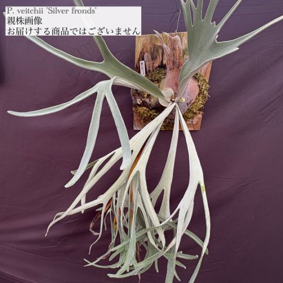 現品) ビカクシダ ビーチー シルバーフロンド (pup) (No.41125