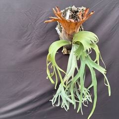 ビカクシダ | エアープランツ専門店 Branches and Leaves