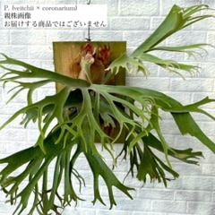 ビカクシダ,交配種 | エアープランツ専門店 Branches and Leaves