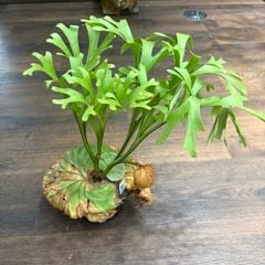ビカクシダ | エアープランツ専門店 Branches and Leaves