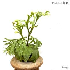 ビカクシダ リドレイドワーフ ※北海道、沖縄は発送不可　23/5/12 リドレイ ワイルド 現地採取株 ビカクシダ - ビカクシダ