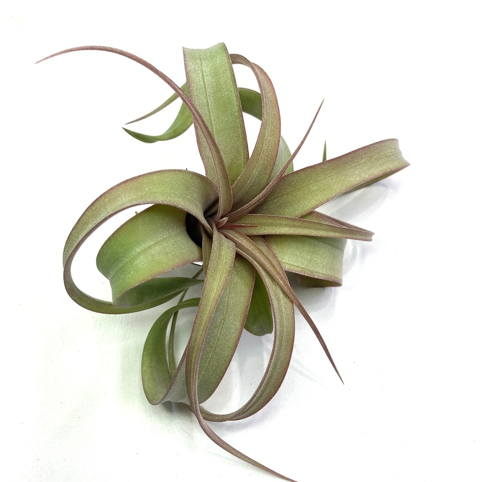 現品) チランジア ストレプトフィラ レッド ハイブリッド No.1 (No