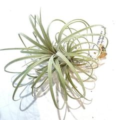 エアープランツ,交配種,イオナンタ交配種 | エアープランツ専門店