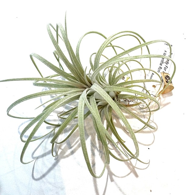 現品) チランジア (レディフォーリフトオフ × イオナンタ ロン) (No