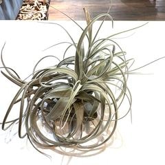 エアープランツ,希少・高級種 | エアープランツ専門店 Branches and Leaves