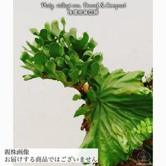 ビカクシダ | エアープランツ専門店 Branches and Leaves
