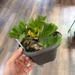 9/26 輸入 ビカクシダ リドレイ ワイルド③ ビカクシダ リドレイ インドネシア ワイルド | GREEN LUCK