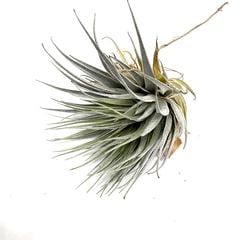 エアープランツ,希少・高級種 | エアープランツ専門店 Branches and Leaves