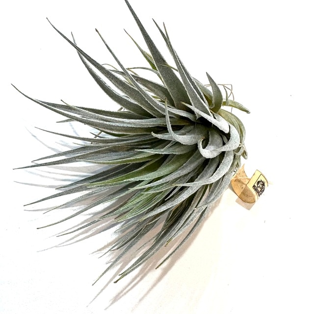 現品) チランジア ロゼイフローラ (No.22102) | エアープランツ