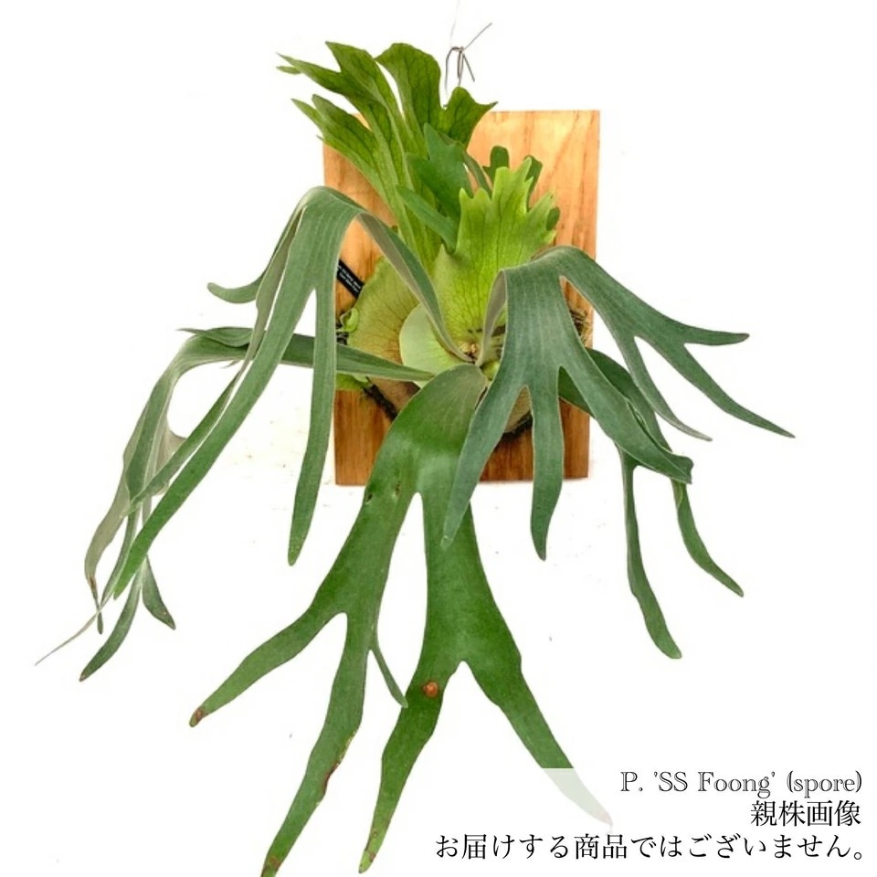 ビカクシダ　SS foong KYOTO SHOWROOM】次回オープンデイ 2月18日（土）11:00-17:00 アフター