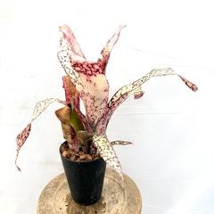 ブロメリア,ビルベルギア | エアープランツ専門店 Branches and Leaves