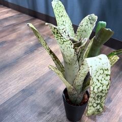 ブロメリア,ビルベルギア | エアープランツ専門店 Branches and Leaves ブロメリア,ビルベルギア | エアープランツ専門店 Branches and Leaves