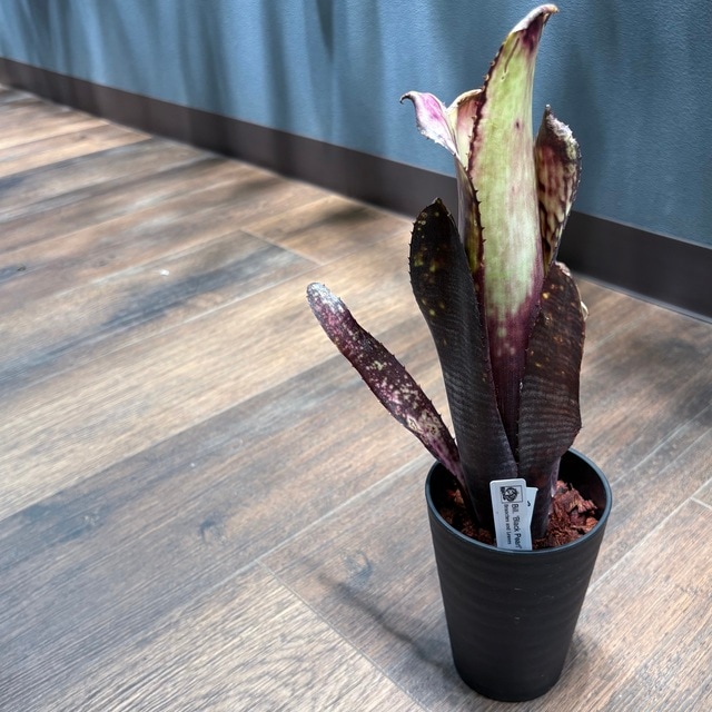 現品) ビルベルギア 'ブラックパール' (No.62544) | ブロメリア