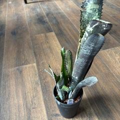 ブロメリア | エアープランツ専門店 Branches and Leaves