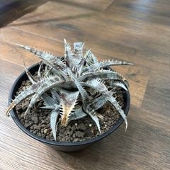 エアープランツ専門店 Branches and Leaves |